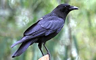 कौए के ये संकेत बदल सकते हैं आपकी किस्मत, जानें शुभ-अशुभ शकुन जो पहले ही दे देते हैं भविष्य का इशारा