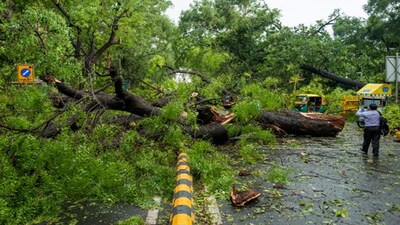 दिल्ली में हो रही खतरनाक पेड़ों की खोज, 15 मई तक डेडलाइन, जानें क्‍या है वजह
