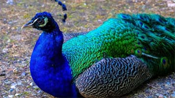 कर्नाटक में H5N1 वायरस के कारण 44 मोरों की हुई मौत, लोगों के लिए अलर्ट जारी