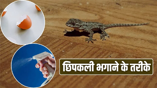 गर्मियां शुरू होते ही छिपकलियों ने कर दिया है परेशान, ये तरीके दिलाएंगे इससे निजात