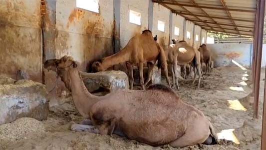 ऊंट का खून खत्म कर देगा सांप के जहर का असर, वैज्ञान‍िकों की खोज से रुक जाएंगी मौतें