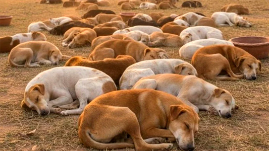 चुनावी वादा निभाने के लिए 500 कुत्तों का ‘कत्लेआम’, 7 सरपंचों पर गिरी गाज