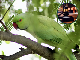 तोतों ने उड़ाई अनार की 'दावत' तो किसान ने लगाई गुहार, 10 साल बाद बॉम्बे HC ने दिया ये दिलचस्प फैसला