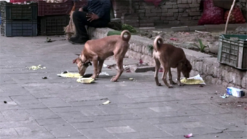 सावधान! दिल्ली में जानवरों को खिलाना अब पड़ेगा भारी, नियम तोड़ने पर लगेगा जुर्माना